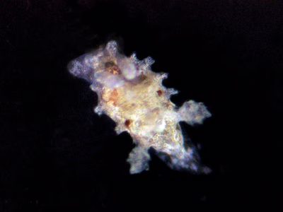Okenia sp. 2 - Okenia sp. 2