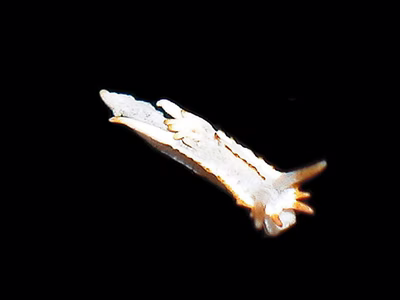 Goniodoridella savignyi - Goniodoridella savignyi