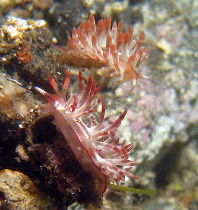 Flabellina sp. 7 - Flabellina sp. 7