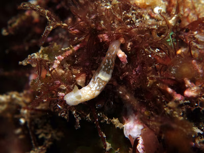 Gymnodoris sp. 7 - Gymnodoris sp. 7