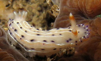 Hypselodoris bertschi - Hypselodoris bertschi