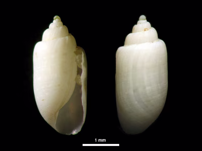 Tornatina sp. 2 - Tornatina sp. 2
