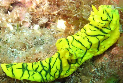 Notodoris minor - Notodoris minor