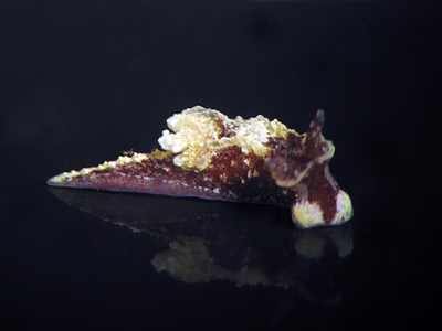 Goniodoridella sp. 5 - Goniodoridella sp. 5