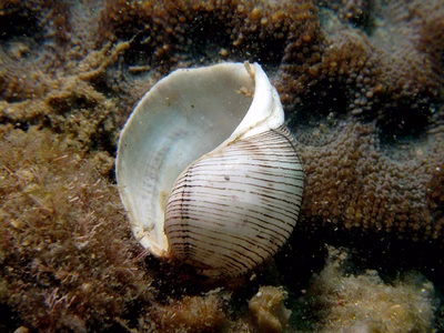 Hydatina physis - Hydatina physis
