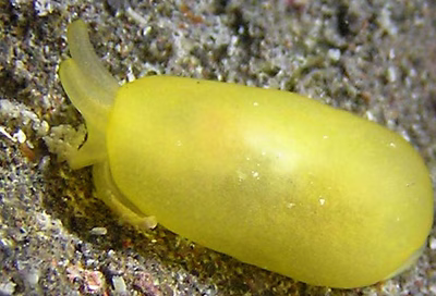 Berthellina citrina - Berthellina citrina