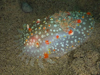 Kalinga ornata - Kalinga ornata