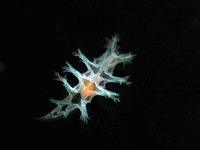 Tritonia sp. 3 - Tritonia sp. 3