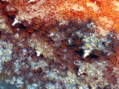 Pleurobranchus albiguttutus - Pleurobranchus albiguttutus
