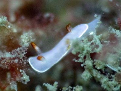 Thorunna sp. 6 - Thorunna sp. 6