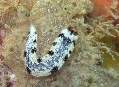 Dermatobranchus fortunatus - Dermatobranchus fortunatus