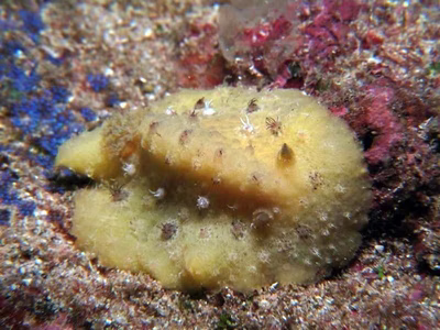 Sclerodoris sp. 8 - Sclerodoris sp. 8