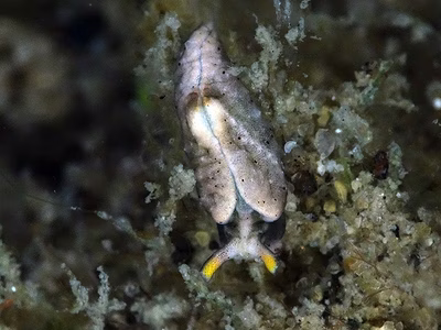 Elysia sp. 25 - Elysia sp. 25