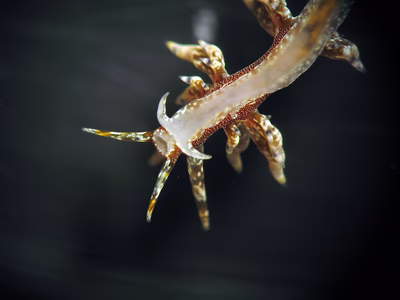 Eubranchus sp. 11 - Eubranchus sp. 11