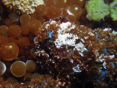 Marionia rubra - Marionia rubra