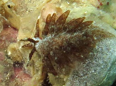 Baeolidia palythoae - Baeolidia palythoae