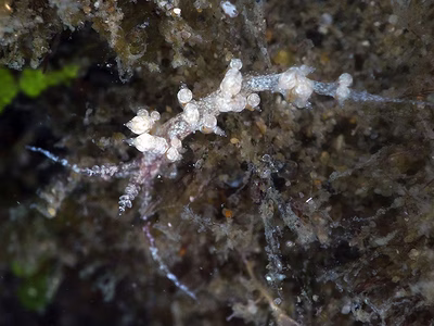 Favorinus sp. 4 - Favorinus sp. 4