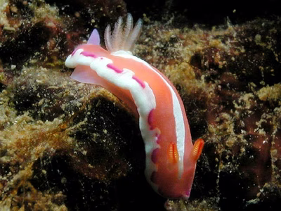 Verconia norba - Verconia norba