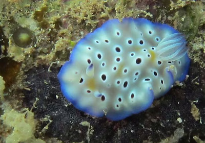 Goniobranchus cavae - Goniobranchus cavae