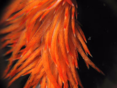 Sakuraeolis nungunoides - Sakuraeolis nungunoides