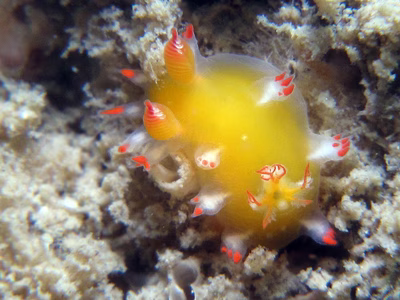 Kaloplocamus acutus - Kaloplocamus acutus