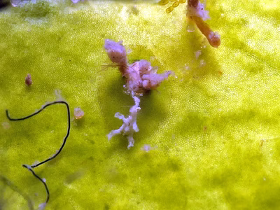 Phyllaplysia sp. 3 - Phyllaplysia sp. 3