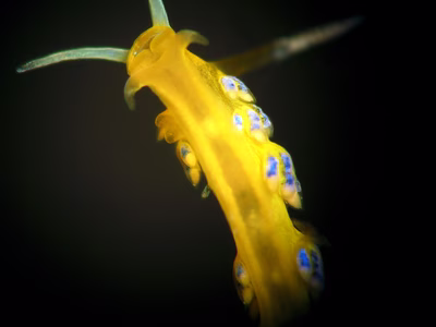 Tenellia ornata - Tenellia ornata