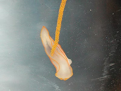 Gymnodoris amakusana - Gymnodoris amakusana