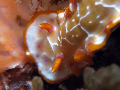 Hypselodoris iacula - Hypselodoris iacula