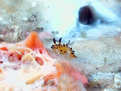 Crimora sp. 1 - Crimora sp. 1