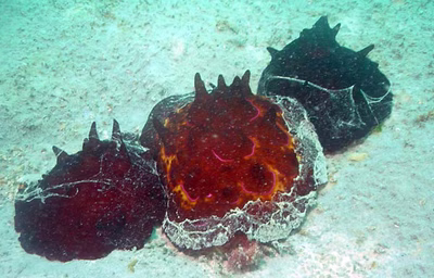 Pleurobranchus mamillatus - Pleurobranchus mamillatus