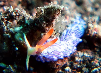 Cuthona sp. 3 - Cuthona sp. 3