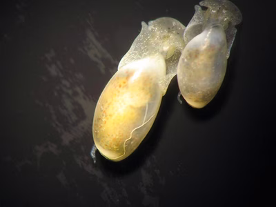 Haminoea sp. 6 - Haminoea sp. 6