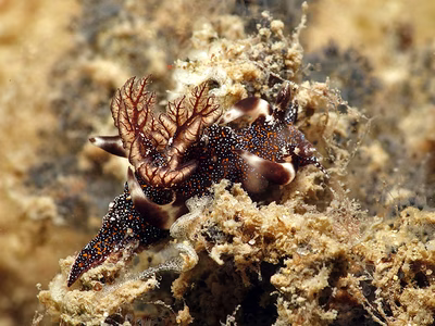 Trapania miltabrancha - Trapania miltabrancha