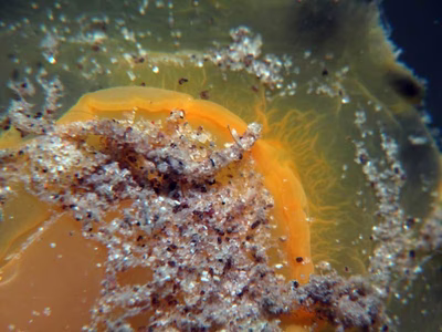 Dendrodoris atromaculata - Dendrodoris atromaculata