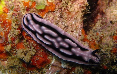 Phyllidiella rosans - Phyllidiella rosans