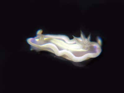 Ceratosoma sp. 1 - Ceratosoma sp. 1