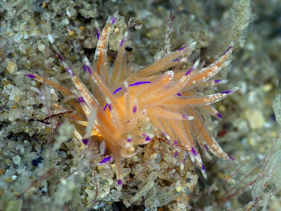 Unidentia sp. 6 - Unidentia sp. 6