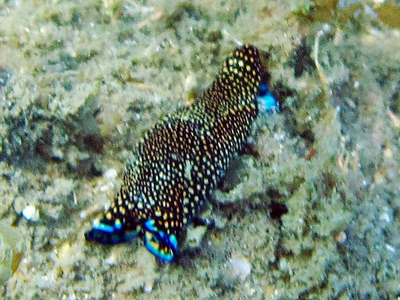 Philinopsis reticulata - Philinopsis reticulata