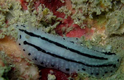 Phyllidiopsis phiphiensis - Phyllidiopsis phiphiensis