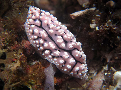 Phyllidiopsis krempfi - Phyllidiopsis krempfi