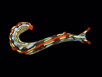 Thuridilla sp. 6 - Thuridilla sp. 6