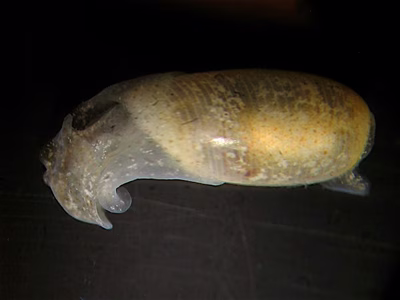 Liloa sp. 2 - Liloa sp. 2