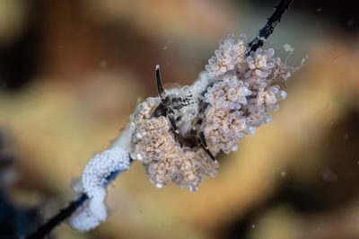 Doto sp. 6 - Doto sp. 6