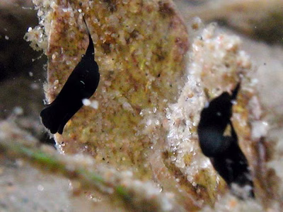 Chelidonura sp. 2 - Chelidonura sp. 2