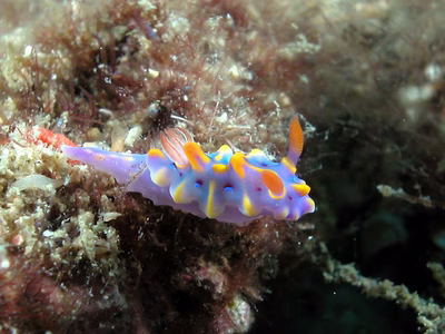 Miamira magnifica juvenile - Miamira magnifica juvenile