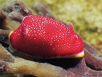 Goniobranchus sp. 4 - Goniobranchus sp. 4