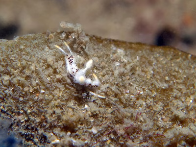 Goniodoridella sp. 3 - Goniodoridella sp. 3