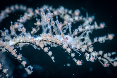 Myja hyotan - Myja hyotan