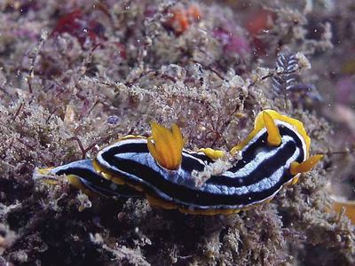 Chromodoris sp. 3 - Chromodoris sp. 3